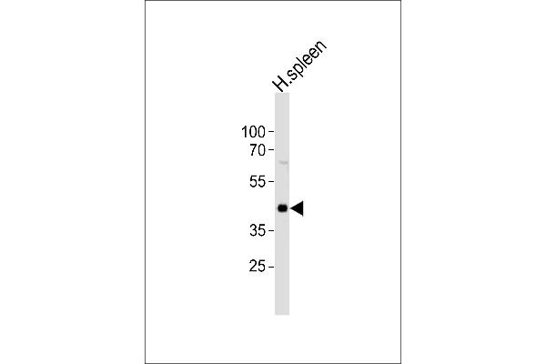 CHST12 antibody  (N-Term)