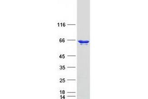 HNRPLL Protein (Transcript Variant 1) (Myc-DYKDDDDK Tag)