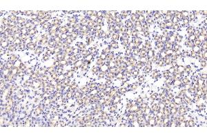 Detection of MFAP5 in Mouse Kidney Tissue using Polyclonal Antibody to Microfibrillar Associated Protein 5 (MFAP5) (MFAP5 antibody  (AA 25-152))