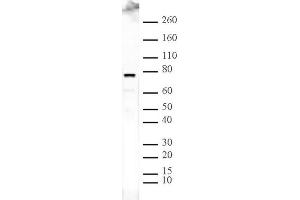 ASH2L pAb tested by Western blot. (ASH2L antibody)