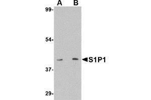 Western Blotting (WB) image for anti-Sphingosine-1-Phosphate Receptor 1 (S1PR1) (C-Term) antibody (ABIN1030634) (S1PR1 antibody  (C-Term))