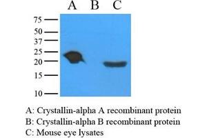 Mouse eye extracts and recombinant proteins (Crystallin-alpha A and B) were resolved by electrophoresis, transferred to PVDF membrane and probed with anti-Crystallin alpha A (1:1000). (CRYAA antibody  (AA 1-173))