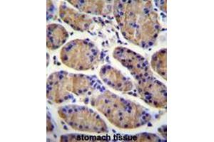 MESDC2 Antibody (C-term) immunohistochemistry analysis in formalin fixed and paraffin embedded human stomach tissue followed by peroxidase conjugation of the secondary antibody and DAB staining. (MESDC2 antibody  (C-Term))