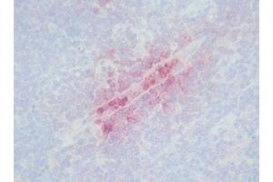 Image no. 3 for anti-Defensin (DEF) antibody (ABIN481654) (Defensin antibody)