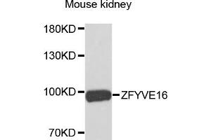 Western blot analysis of extracts of mouse kidney, using ZFYVE16 antibody. (ZFYVE16 antibody)