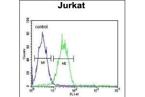 ARGLU1 Antibody (N-term) (ABIN653238 and ABIN2842768) flow cytometric analysis of Jurkat cells (right histogram) compared to a negative control cell (left histogram).