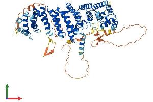 AlphaFold protein structure predicition of Human Recombinant RRN3 Protein, UniprotID Q9NYV6 (RRN3 Protein (AA 1-651) (His tag))