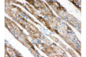 Anti- FXYZ1 Picoband antibody, IHC(P) IHC(P): Rat Cardiac Muscle Tissue (FXYD1 antibody  (AA 21-92))