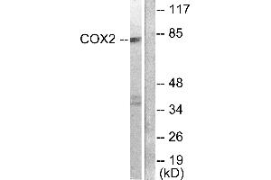 Western blot analysis of extracts from A549 cells, using Cox2 antibody. (COX2 antibody)