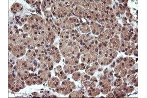 Image no. 2 for anti-Ubiquitin-Conjugating Enzyme E2G 2 (UBE2G2) antibody (ABIN1501631) (UBE2G2 antibody)
