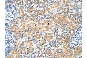 Tetraspanin 5 antibody was used for immunohistochemistry at a concentration of 4-8 ug/ml to stain Epithelial cells of renal tubule (arrows) in Human Kidney.