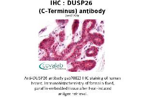 Image no. 1 for anti-Dual Specificity Phosphatase 26 (DUSP26) (C-Term) antibody (ABIN1733811) (DUSP26 antibody  (C-Term))