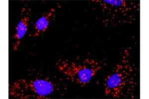 Proximity Ligation Analysis of protein-protein interactions between AKT1 and FOXO1. (FOXO1 antibody  (AA 556-655))