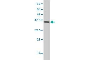 Western Blot detection against Immunogen (37. (Frataxin antibody  (AA 91-200))