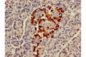 Immunohistochemistry of paraffin-embedded human pancreatic tissue using ABIN7154723 at dilution of 1:100 (GNaZ antibody  (AA 3-140))