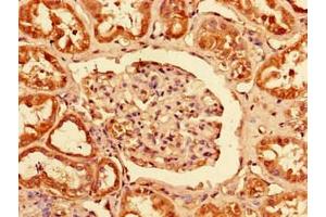 Immunohistochemistry of paraffin-embedded human kidney tissue using ABIN7163119 at dilution of 1:100 (PCTP antibody  (AA 1-214))