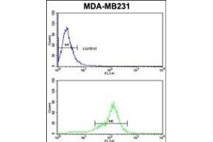 BCL2A1 Antibody (Center) (ABIN650621 and ABIN2846125) flow cytometric analysis of MDA-M cells (bottom histogram) compared to a negative control (top histogram). (BCL2A1 antibody  (AA 53-81))