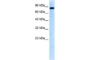 WB Suggested Anti-UHRF2 Antibody Titration:  0.