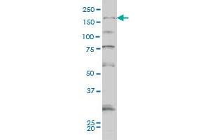 SYNJ1 monoclonal antibody (M01A), clone 1A2 Western Blot analysis of SYNJ1 expression in Hela S3 NE . (Synaptojanin 1 antibody  (AA 1474-1573))