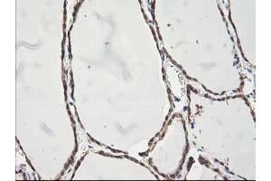 Image no. 7 for anti-NIF3 NGG1 Interacting Factor 3-Like 1 (NIF3L1) antibody (ABIN1496615) (NIF3L1 antibody)