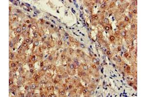 Immunohistochemistry of paraffin-embedded human liver tissue using ABIN7169566 at dilution of 1:100 (SIGLEC7 antibody  (AA 377-467))