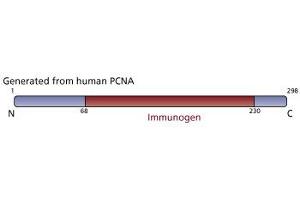 Image no. 3 for anti-Proliferating Cell Nuclear Antigen (PCNA) (AA 68-230) antibody (ABIN968097) (PCNA antibody  (AA 68-230))