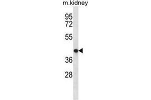 TNMD Antibody (Center) western blot analysis in mouse kidney tissue lysates (35 µg/lane).
