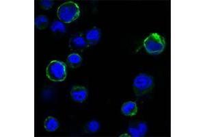 Confocal immunofluorescence analysis of HEK293 cells trasfected with extracellular ROR1 (aa30-406)-hIgGFc using ROR1 antibody (green). (ROR1 antibody  (AA 30-406))