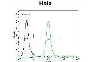 HMFG Antibody (C-term) (ABIN656815 and ABIN2846029) flow cytometric analysis of Hela cells (right histogram) compared to a negative control cell (left histogram). (MFGE8 antibody  (C-Term))