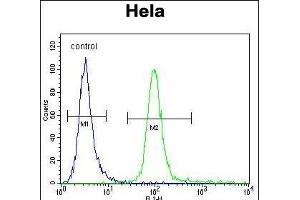 HMFG Antibody (C-term) (ABIN656815 and ABIN2846029) flow cytometric analysis of Hela cells (right histogram) compared to a negative control cell (left histogram). (MFGE8 antibody  (C-Term))