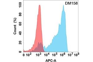 Flow cytometry analysis with Anti-AXL (DM158) on Expi293 cells transfected with human AXL (Blue histogram) or Expi293 transfected with irrelevant protein (Red histogram). (AXL antibody  (AA 26-449))