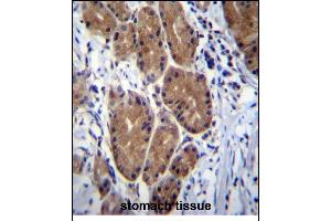 ZCRB1 Antibody (C-term) (ABIN656856 and ABIN2846061) immunohistochemistry analysis in formalin fixed and paraffin embedded human stomach tissue followed by peroxidase conjugation of the secondary antibody and DAB staining. (ZCRB1 antibody  (C-Term))