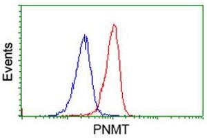 Image no. 1 for anti-Phenylethanolamine N-Methyltransferase (PNMT) antibody (ABIN1500309)