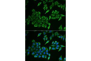 Immunofluorescence analysis of U2OS cells using COX4I1 antibody. (COX IV antibody  (AA 23-169))