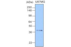 Western Blotting (WB) image for anti-Clusterin (CLU) (AA 1-333), (N-Term) antibody (ABIN317504) (Clusterin antibody  (N-Term))