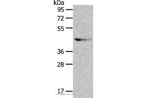 Western blot analysis of A549 cell, using GRPR Polyclonal Antibody at dilution of 1:333 (GRPR antibody)