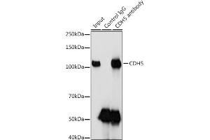 Immunoprecipitation (IP) image for anti-Cadherin 5 (CDH5) (AA 650-750) antibody (ABIN6138297)