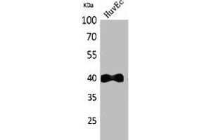Western Blot analysis of HuvEc cells using IL-8Rβ Polyclonal Antibody. (CXCR2 antibody  (N-Term))