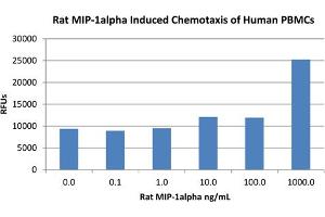 SDS-PAGE (SDS) image for Chemokine (C-C Motif) Ligand 3 (CCL3) protein (ABIN6699628)