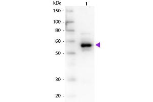 Western Blot of Goat anti-Alpha-1-Anti-Trypsin antibody. (Alpha1 -Trypsin antibody)