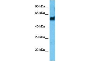Host:  Rabbit  Target Name:  PELI2  Sample Type:  THP-1 Whole Cell  Antibody Dilution:  1. (PELI2 antibody  (N-Term))