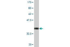 CECR1 antibody  (AA 402-511)