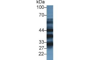 Western Blotting (WB) image for anti-Tropomodulin 3 (TMOD3) (AA 1-352) antibody (ABIN7436345)