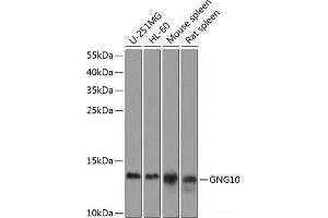 Western blot analysis of extracts of various cell lines using GNG10 Polyclonal Antibody at dilution of 1:1000. (GNG10 antibody)