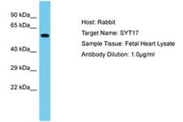SYT17 antibody  (AA 234-283)