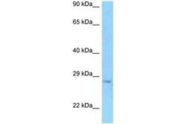 PRSS58 antibody  (AA 166-215)