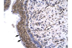 Human Spermatophore; Rabbit Anti-GTF2F2 Antibody. (GTF2F2 antibody  (Middle Region))