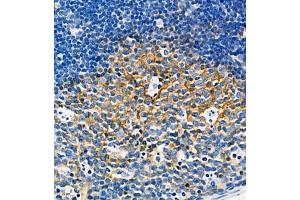 Immunohistochemistry of paraffin embedded mouse lymph node using CD39L4 (ABIN7073800) at dilution of 1:650 (460x lens) (ENTPD5 antibody)