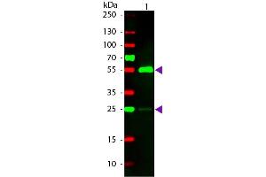 Western blot of Rhodamine conjugated Rabbit Fab Anti-Human IgG secondary antibody. (Rabbit anti-Human IgG (Heavy & Light Chain) Antibody (TRITC) - Preadsorbed)