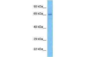 ZNF273 Antikörper  (C-Term)